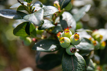 Blueberries ripening