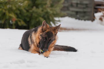 A german shepherd puppy dog playing with a ball at winter