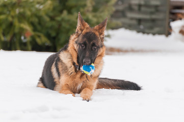 A german shepherd puppy dog playing with a ball at winter
