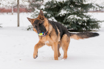 A german shepherd puppy dog playing with a ball at winter