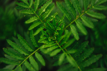 Green leaves for background