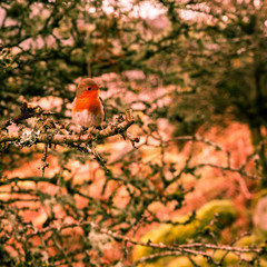Robin Red Brest 