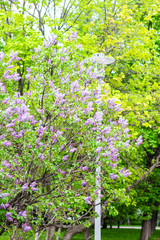 Fototapeta na wymiar Lilac (Syringa vulgaris) in garden, Moscow region, Russia