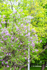 Lilac (Syringa vulgaris) in garden, Moscow region, Russia