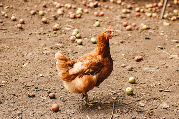 Domestic cock in a village. Chicken bird outdoor. Chicken eating grass in village farm.