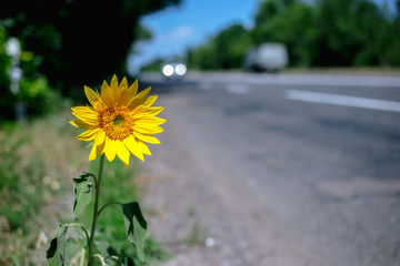 Wild sunflower grows at the edge of the road