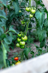 Fototapeta premium Unripe tomatoes in homemade greenhouse.