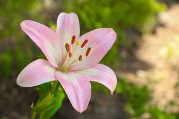 Beautiful blooming lily flower in garden, closeup