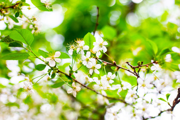 Blossoms of cherry tree in the spring