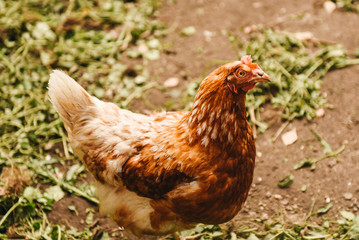 Domestic cock in a village. Chicken bird outdoor. Chicken eating grass in village farm.