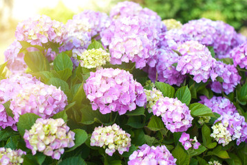 Pink hydrangea flowers pot that bloom in the sun