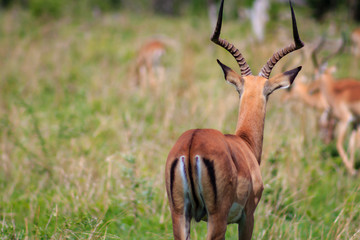 Antelope