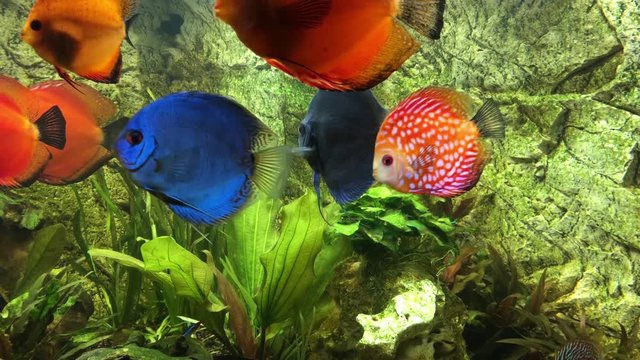 Diskusfische im Aquarium, Aquaristik