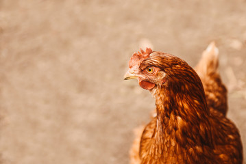 Domestic cock in a village. Chicken bird outdoor. Close - up of chicken, copy space, farming