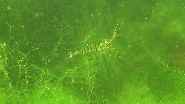 Nutrition of Prawn (Palaemon elegans), macro shoot. Black Sea. Ukraine.