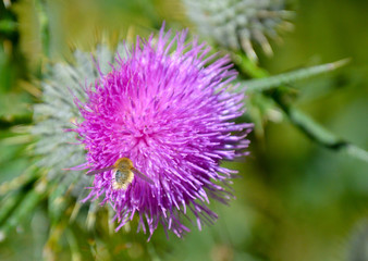 Golden Fuzzy Bee in Flight Examines Thistle Blossom, Olympic Peninsula, Washington, USA