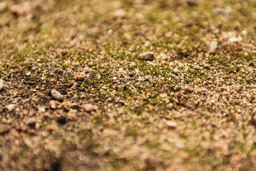 Beautiful natural background of moss and earth. Close up. Pattern. Topview, selective focus