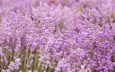 Beautiful blooming lavender in field on summer day