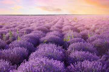 Fototapeta na wymiar Beautiful blooming lavender in field on summer day