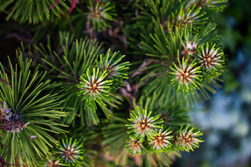 pine close up