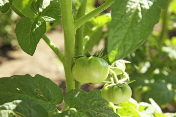 Fototapeta premium Green plant with unripe tomatoes in garden