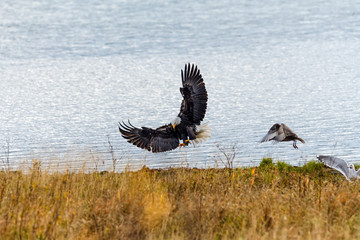 Bald Eagle (Haliaeetus leucocephalus) in British Columbia, Canada