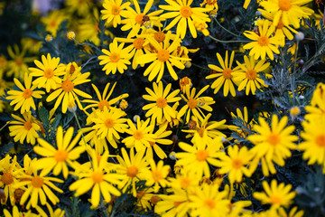yellow daisies