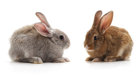 Two small rabbits.