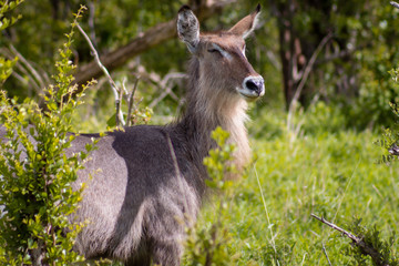Waterbuck