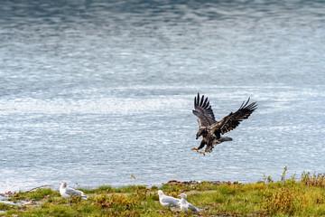 Bald Eagle (Haliaeetus leucocephalus) in British Columbia, Canada