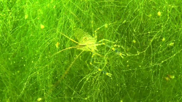 Nutrition of Prawn (Palaemon elegans), macro shoot. Black Sea. Ukraine.