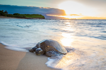 Turtle coming up on the beach at sunset