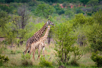 Giraffe walking