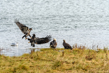 Bald Eagle (Haliaeetus leucocephalus) in British Columbia, Canada
