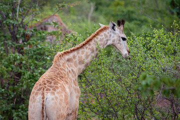 Giraffe Eating leaves