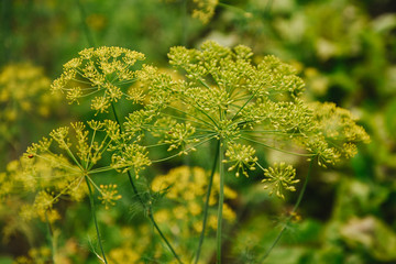 Dill flower. Umbrella flower of a garden herb plant Dill. Dill Seeds.Fragrant dill on the garden in the garden