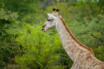 Giraffe eating