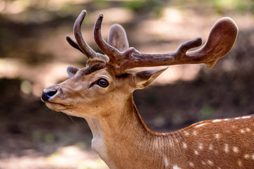 Hirsch im Wildpark