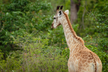 Giraffe eating