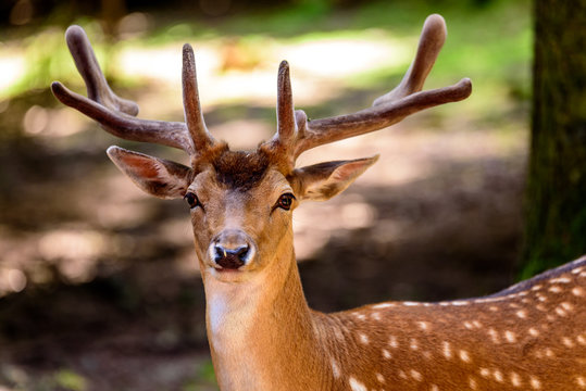 Hirsch im Wildpark