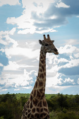 Giraffe 