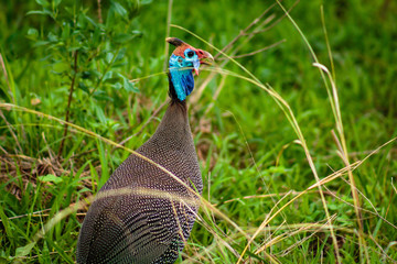 Guineafowl