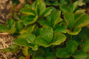 strawberries  strawberry sprouts  strawberries on the field    green strawberry