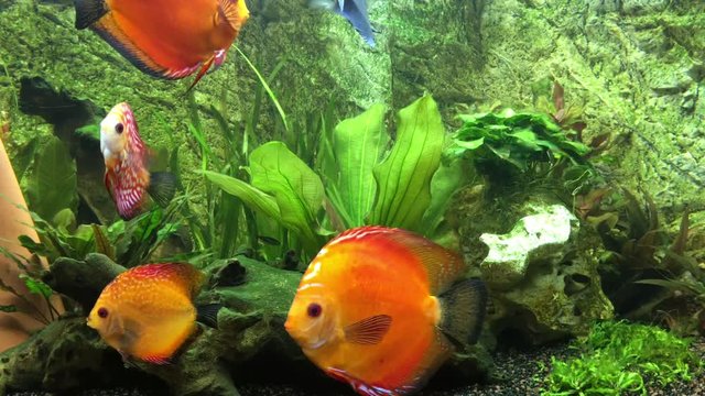 Diskusfische im Aquarium, Aquaristik