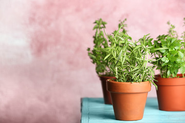 Pots with fresh rosemary on table against color background
