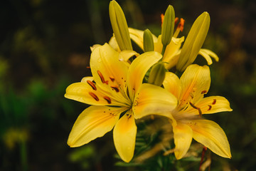 Group of Beautiful yellow lily flower in green garden.