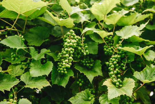 Several bunches of developing green not mature grapes hanging down from a vine.