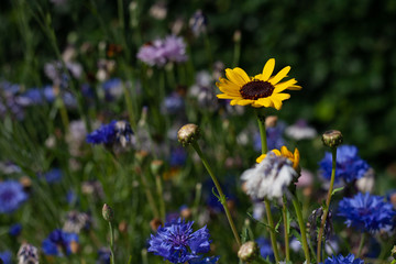 flower in field