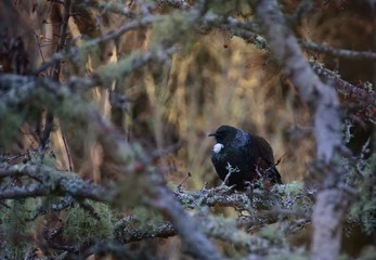 Tui Bird