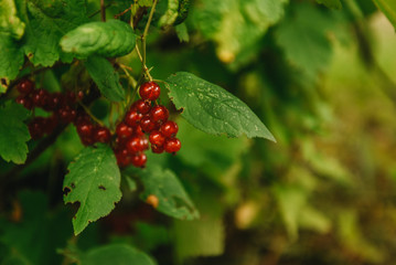 red currant grows on a bush in the garden, berry, harvest, summer, plant